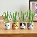 猫 種類 グレー